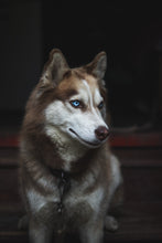 Load image into Gallery viewer, Young Wolf
