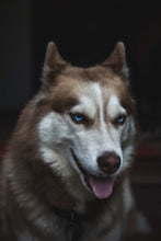 Load image into Gallery viewer, Young Wolf
