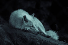 Load image into Gallery viewer, White Ancient Wolf
