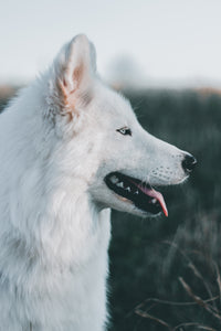 White Ancient Wolf